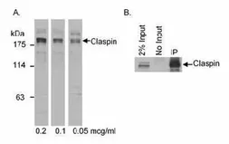 Anti-Claspin antibody used in Immunoprecipitation (IP). GTX23720