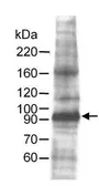 Anti-MCM7 antibody used in Western Blot (WB). GTX23732
