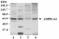 Anti-AMPK alpha 1 antibody used in Western Blot (WB). GTX23759