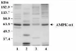 Anti-AMPK alpha 1 antibody used in Western Blot (WB). GTX23759