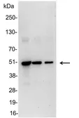 Anti-VSV-G tag antibody used in Western Blot (WB). GTX23861