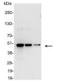 Anti-VSV-G tag antibody (HRP) used in Western Blot (WB). GTX23862