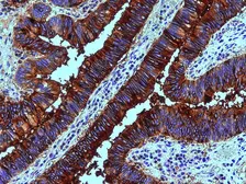 Anti-Blood Group Lewis b antibody [2-25LE] used in IHC (Paraffin sections) (IHC-P). GTX23968