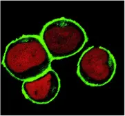 Anti-NTAL antibody [NAP-07] used in Immunocytochemistry/ Immunofluorescence (ICC/IF). GTX23992
