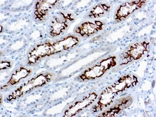 Anti-Ezrin antibody [3C12] used in IHC (Paraffin sections) (IHC-P). GTX24069