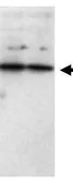Anti-SFRP1 antibody used in Western Blot (WB). GTX24193