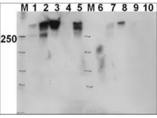 Anti-DNA-PKcs (phospho Thr2609) antibody used in Western Blot (WB). GTX24194