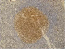 Anti-PAG antibody [PAG-C1] used in IHC (Paraffin sections) (IHC-P). GTX24206