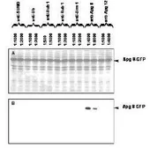Anti-Apg8 antibody used in Western Blot (WB). GTX24753