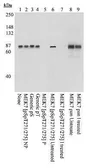 Anti-MEK7 (phospho Ser271/Thr275) antibody used in Western Blot (WB). GTX24762