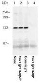 Anti-VAV1 (phospho Tyr160) antibody used in Immunoprecipitation (IP). GTX24763
