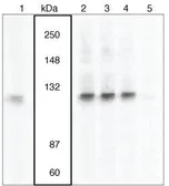 Anti-VAV3 (phospho Tyr173) antibody used in Western Blot (WB). GTX24764