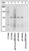 Anti-Raf1 (phospho Ser338/Tyr340) antibody used in Western Blot (WB). GTX24768