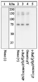 Anti-Raf1 (phospho Tyr340/Tyr341) antibody used in Western Blot (WB). GTX24769