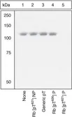 Anti-Rb (phospho Thr821) antibody used in Western Blot (WB). GTX24787