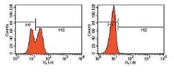 Anti-PARP (cleaved) antibody (FITC) used in Flow cytometry (FACS). GTX24831