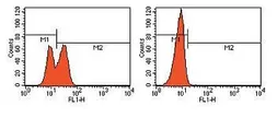 Anti-PARP (cleaved) antibody (FITC) used in Flow cytometry (FCM). GTX24831
