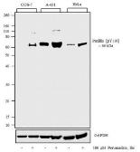 Anti-Paxillin (phospho Tyr118) antibody used in Western Blot (WB). GTX24833