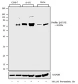 Anti-Paxillin (phospho Tyr118) antibody used in Western Blot (WB). GTX24833