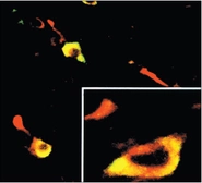 Anti-eIF2 alpha (phospho Ser51) antibody used in Immunocytochemistry/ Immunofluorescence (ICC/IF). GTX24837