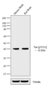 Anti-Tau (phospho Thr212) antibody used in Western Blot (WB). GTX24842