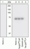 Anti-Tau (phospho Ser409) antibody used in Western Blot (WB). GTX24861