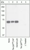 Anti-Tau (phospho Ser422) antibody used in Western Blot (WB). GTX24862