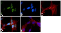 Anti-Tau (phospho Ser199/Ser202) antibody used in Immunocytochemistry/ Immunofluorescence (ICC/IF). GTX24864