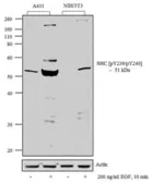 Anti-SHC1 (phospho Tyr239/Tyr240) antibody used in Western Blot (WB). GTX24890