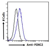Anti-FOXC2 antibody, C-term used in Flow cytometry (FACS). GTX25060