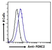 Anti-FOXC2 antibody, C-term used in Flow cytometry (FCM). GTX25060