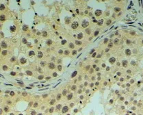 Anti-REV1 antibody, C-term used in IHC (Paraffin sections) (IHC-P). GTX25088