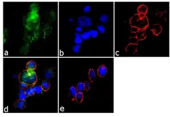 Anti-Integrin beta 3 (phospho Tyr773) antibody used in Immunocytochemistry/ Immunofluorescence (ICC/IF). GTX25190