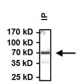 Anti-Hsp70 antibody [3A3] used in Immunoprecipitation (IP). GTX25439