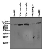 Anti-Hsp70 antibody [3A3] used in Western Blot (WB). GTX25439