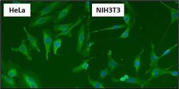 Anti-Hsp70 antibody [2A4] used in Immunocytochemistry/ Immunofluorescence (ICC/IF). GTX25442