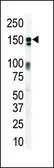 Anti-Her3 / ErbB3 antibody used in Western Blot (WB). GTX25470