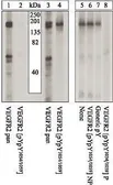 Anti-VEGF Receptor 2 (phospho Tyr1054) antibody used in Western Blot (WB). GTX25472