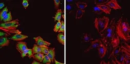 Anti-HSP60 antibody [4B9/89] used in Immunocytochemistry/ Immunofluorescence (ICC/IF). GTX25478