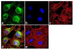 Anti-Calmodulin antibody [6D4] used in Immunocytochemistry/ Immunofluorescence (ICC/IF). GTX25494