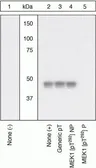 Anti-MEK1 (phospho Thr292) antibody used in Western Blot (WB). GTX25612