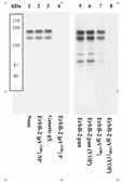 Anti-Her2 / ErbB2 (phospho Tyr1248) antibody used in Western Blot (WB). GTX25654