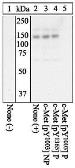 Anti-c-Met (phospho Tyr1003) antibody used in Western Blot (WB). GTX25656