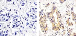 Anti-PKC delta (phospho Ser664) antibody used in IHC (Paraffin sections) (IHC-P). GTX25658