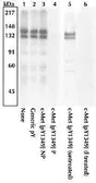 Anti-c-Met (phospho Tyr1349) antibody used in Western Blot (WB). GTX25669