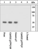 Anti-CaMKII alpha (phospho Thr286) antibody used in Western Blot (WB). GTX25683