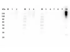 Goat Anti-Mouse IgG antibody, F(ab')2 fragment, pre-adsorbed (HRP). GTX25870