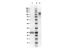 Goat Anti-Mouse IgG (Fc fragment) antibody, F(ab')2 fragment, pre-adsorbed. GTX25872