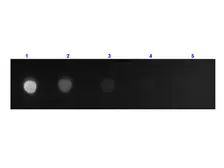 Goat Anti-Mouse IgG (Fc fragment) antibody, F(ab')2 fragment, pre-adsorbed (FITC). GTX25874