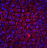 Anti-DEDAF antibody used in IHC (Paraffin sections) (IHC-P). GTX25976